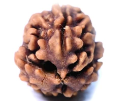 3 Mukhi